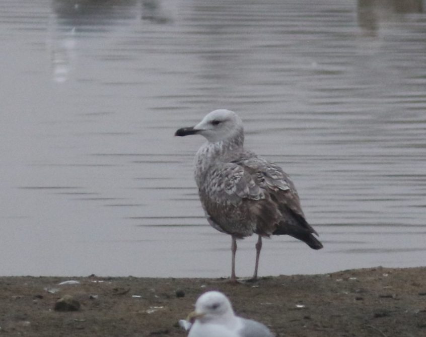 Caspian Gull, Beddington Farmlands (P Alfrey).
