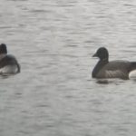 Brent Geese, London Wetland Centre (A Salmon).