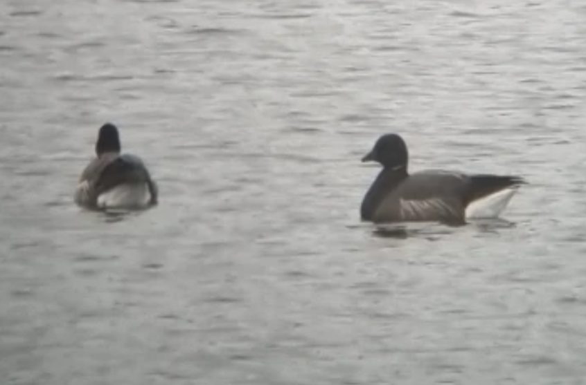 Brent Geese, London Wetland Centre (A Salmon).