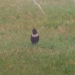 Ring Ouzel, Beddington Farmlands (Z Pannifer).