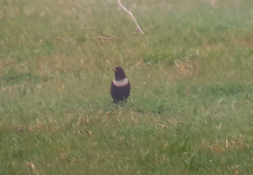 Ring Ouzel, Beddington Farmlands (Z Pannifer).