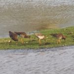 Ruff, Beddington Farmlands (Z Pannifer).