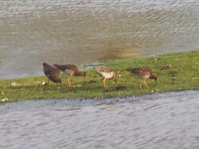 Ruff, Beddington Farmlands (Z Pannifer).