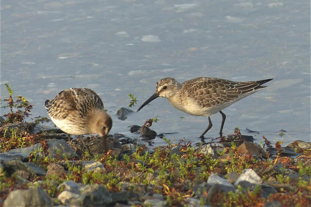 Curlew sandpiper(Tom Mabbett)
