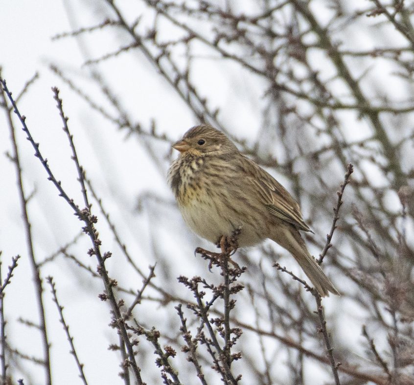 Corn Bunting, Shackleford (E Stubbs).