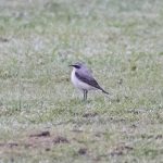 Wheatear, Shackleford (E Stubbs).
