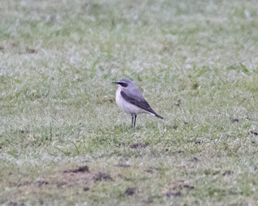Wheatear, Shackleford (E Stubbs).