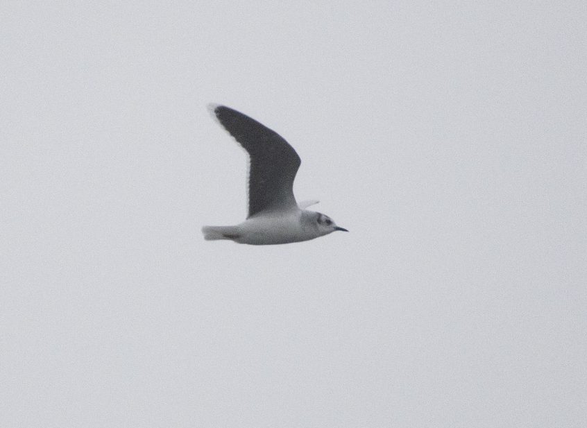 Little Gull, Enton Lakes (E Stubbs).