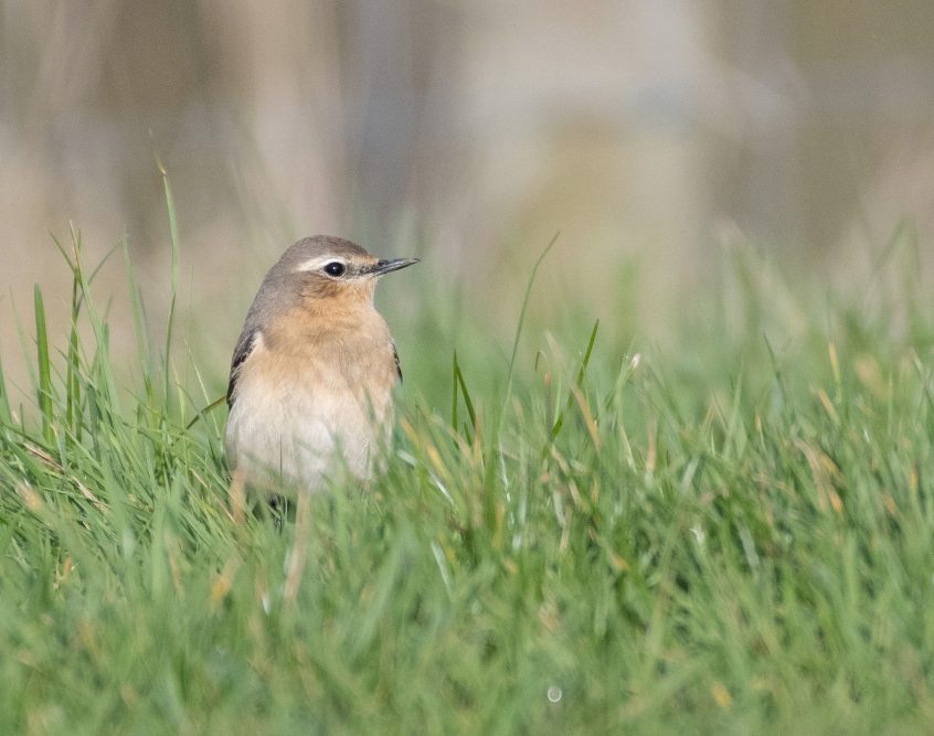 Wheatear, Eashing Farm (E Stubbs).
