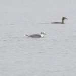 Kittiwake, Frensham Great Pond (E Stubbs).