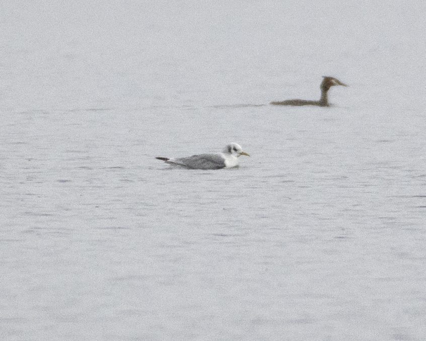 Kittiwake, Frensham Great Pond (E Stubbs).