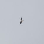 Osprey, Thursley Common (E Stubbs).