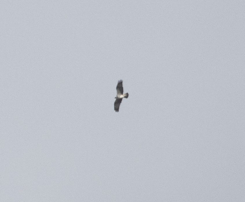 Osprey, Thursley Common (E Stubbs).