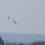 Curlews, Island Barn Reservoir (D Harris).