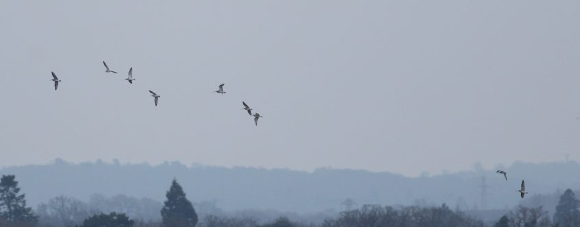 Curlews, Island Barn Reservoir (D Harris).