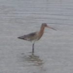 Black-tailed Godwit, Beddington Farmlands (Z Pannifer).