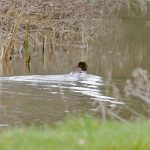 Goosander, Thundry Meadows (M Fincham).