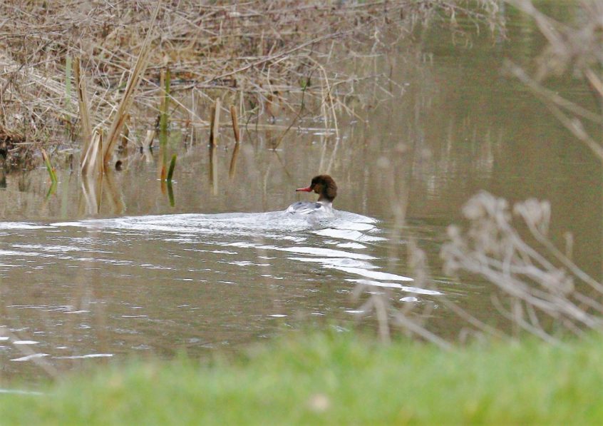 Goosander, Thundry Meadows (M Fincham).