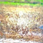 Grey Plovers, Cranleigh (R Stride).