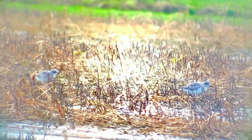 Grey Plovers, Cranleigh (R Stride).