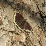 Camberwell Beauty, Wisley Common (A Bolton).