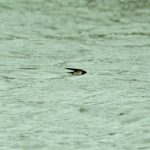 Swallow, Stoke Lake (M Fincham).