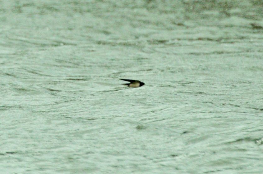 Swallow, Stoke Lake (M Fincham).