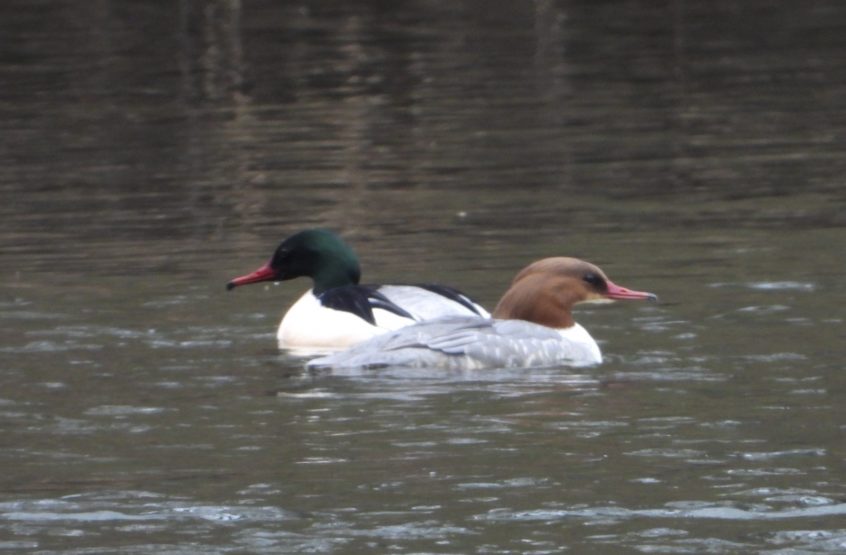 Goosander, Leatherhead (J Snell).