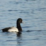 Scaup, Island Barn Reservoir (D Harris).