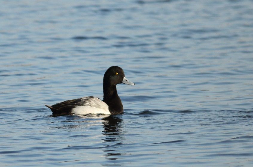 Scaup, Island Barn Reservoir (D Harris).
