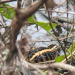 Jack Snipe, Beddington Farmlands (D Bulling).