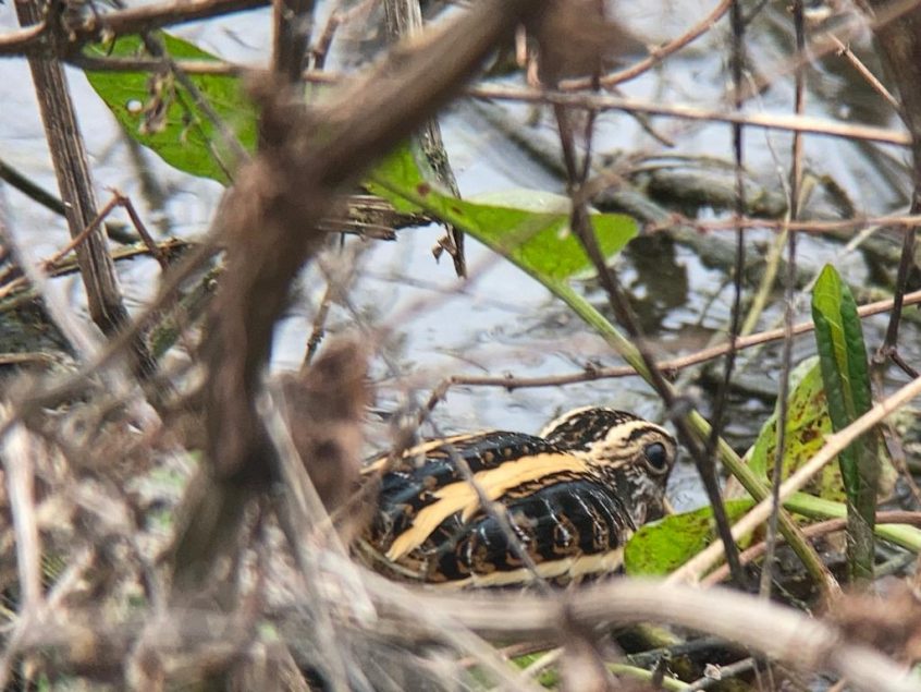 Jack Snipe, Beddington Farmlands (D Bulling).