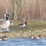 Oystercatcher, Thorpe Park (J Snell).