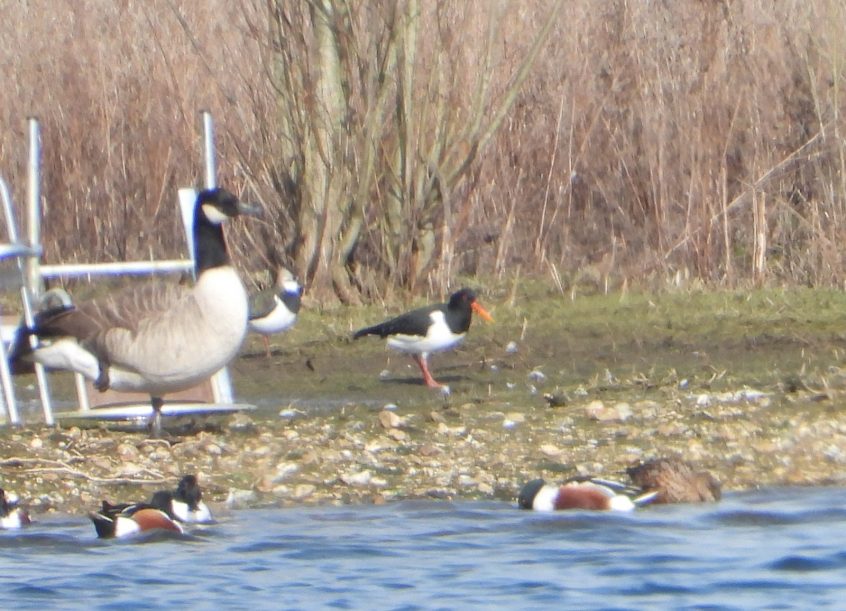 Oystercatcher, Thorpe Park (J Snell).