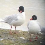 Mediterranean Gulls, Beddington Farmlands (N Gardner).