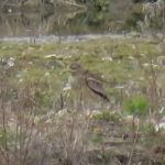 Stone-curlew, Beddington Farmlands (G Jones).