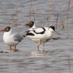 Avocet, London Wetland Centre (G Gray).