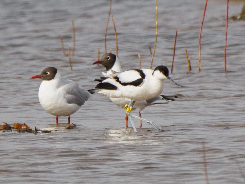 Avocet, London Wetland Centre (G Gray).