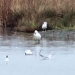 Spoonbill, London Wetland Centre (C Moore).
