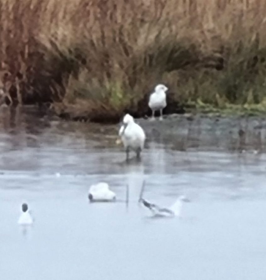 Spoonbill, London Wetland Centre (C Moore).