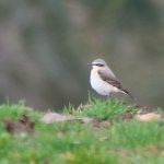 Wheatear, Westcott (M Davis).