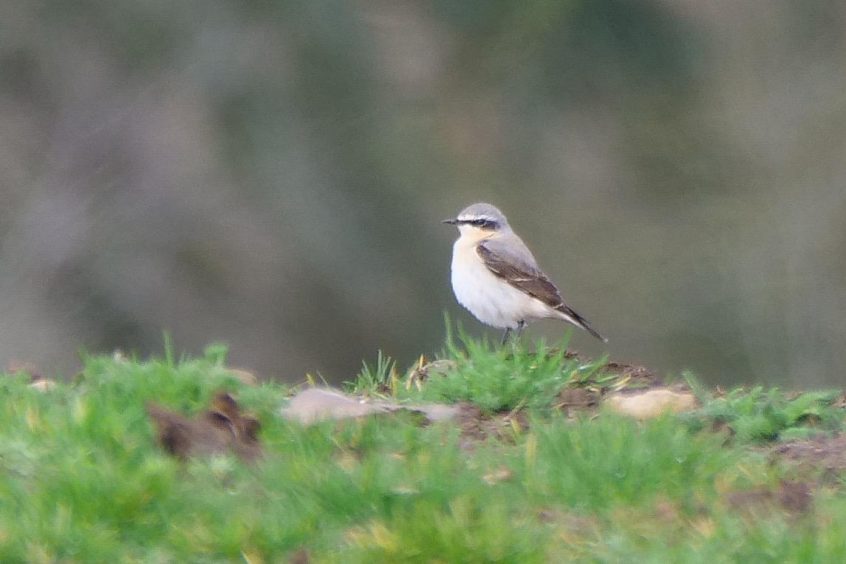 Wheatear, Westcott (M Davis).