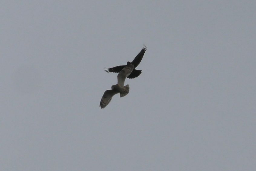 Short-eared Owl, Crooksbury Common (R Addison).
