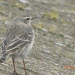 Water Pipit, Beddington Farmlands (D Warren).