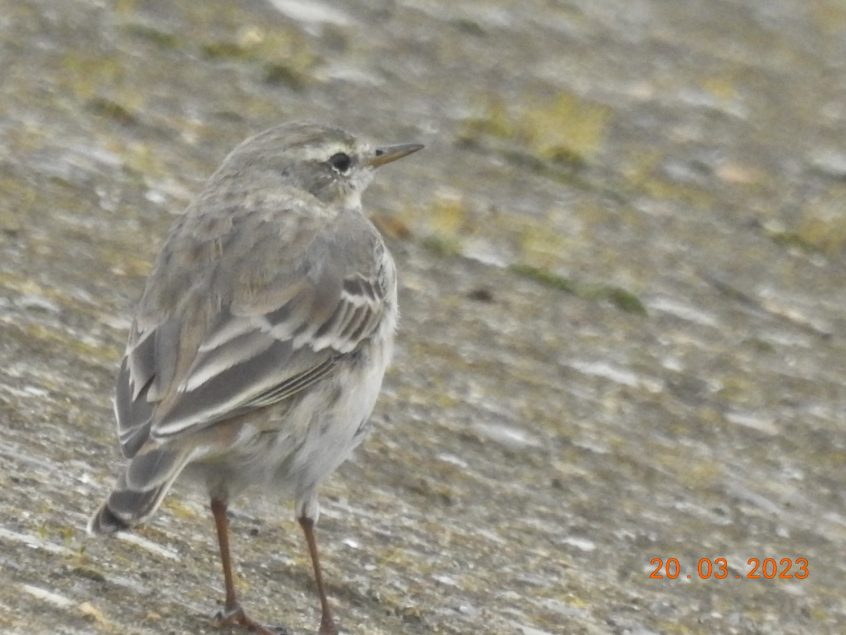 Water Pipit, Beddington Farmlands (D Warren).