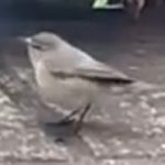 Siberian Chiffchaff, Sutton (D Campbell).