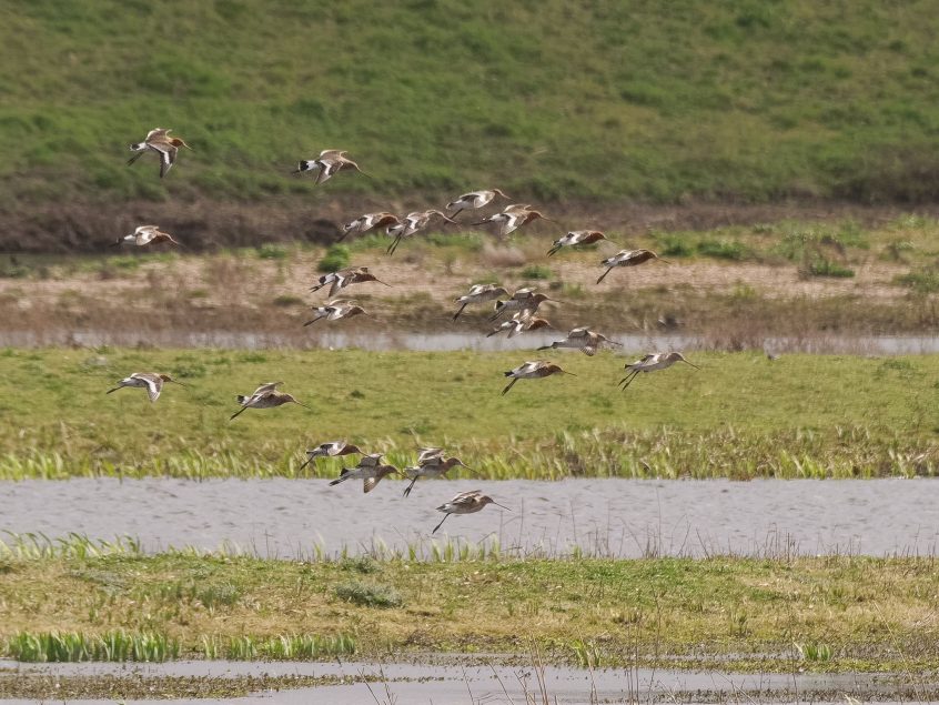 Black-tailed Godwits, London Wetland Centre (G Gray).