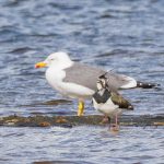 Yellow-legged Gull, London Wetland Centre (G Gray).
