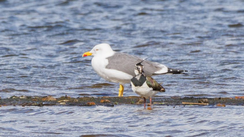 Yellow-legged Gull, London Wetland Centre (G Gray).