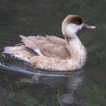 Red-crested Pochard, Wandsworth (R Goodman).